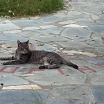 Kortiri