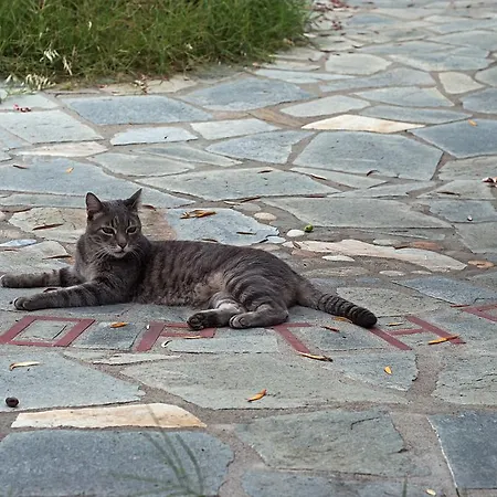 Kortiri